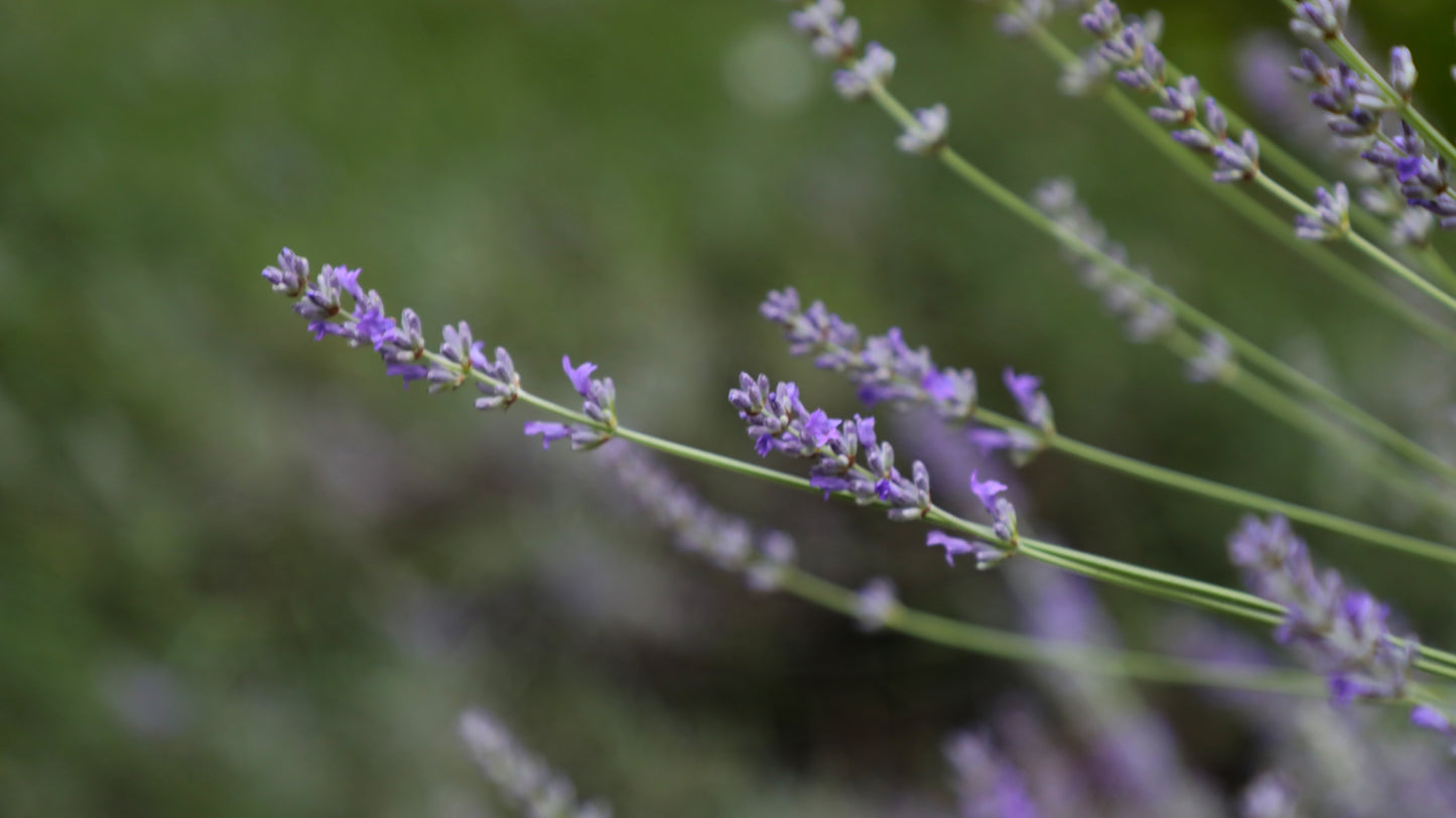 Lavender flower bags