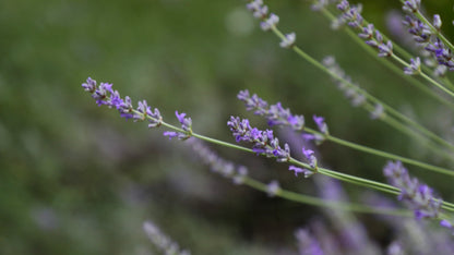 Lavender flower bags
